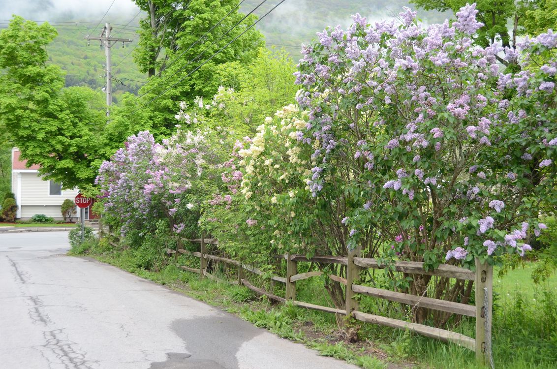 A lilac bush-lined street